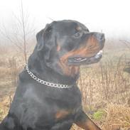 Rottweiler Balder