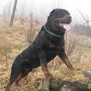 Rottweiler Balder