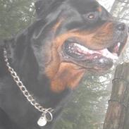 Rottweiler Balder