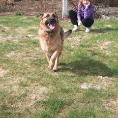Schæferhund Liliendahl's Randi † Sov sødt... 