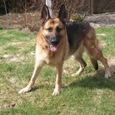 Schæferhund Liliendahl's Randi † Sov sødt... 