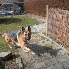 Schæferhund Liliendahl's Randi † Sov sødt... 