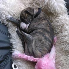 Whippet Sea Leopards Quite Quimat