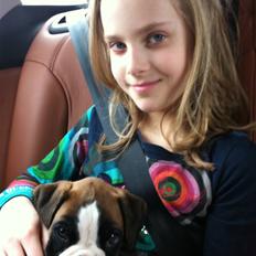 Boxer Justus vom Gräwig