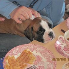 Boxer Justus vom Gräwig