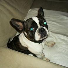 Fransk bulldog Fie