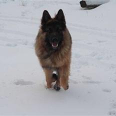 Schæferhund " Brix`s Ober" Kato