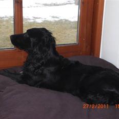 Cocker spaniel Thyra