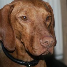 Vizsla Zenta
