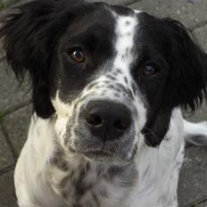 Blanding af racer Sirius Black