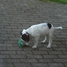 Blanding af racer Sirius Black