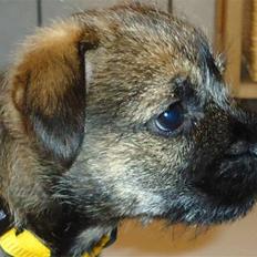 Border terrier Freja