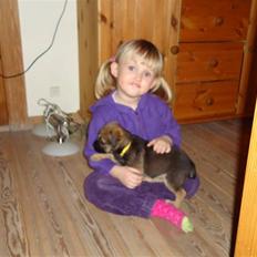 Border terrier Freja