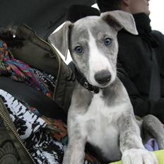 Whippet Sea Leopards Quiet Qairo