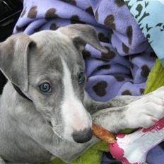 Whippet Sea Leopards Quiet Qairo