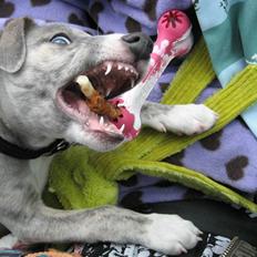 Whippet Sea Leopards Quiet Qairo