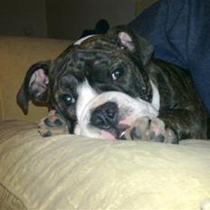 Olde english bulldogge Moris ( RIP )