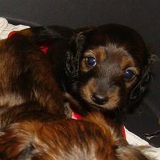 Miniature gravhund Rofus 