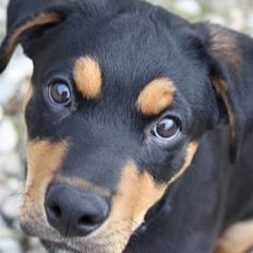 Blanding af racer Rocco