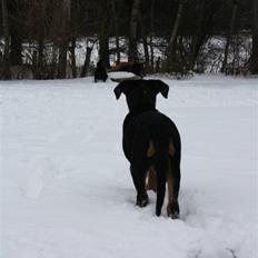 Blanding af racer Rocco