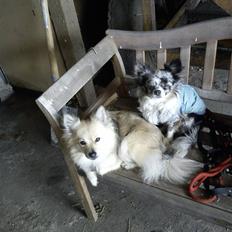 Chihuahua Dandie (Himmelhund)