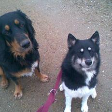 Blanding af racer Sahri