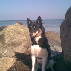 Blanding af racer Sahri