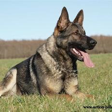 Schæferhund cartagena figther