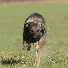 Schæferhund cartagena figther