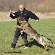 Schæferhund cartagena figther