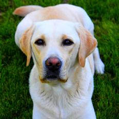 Labrador retriever Azur 