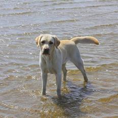 Labrador retriever Azur 