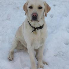 Labrador retriever Azur 