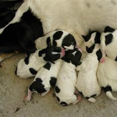 Dansk svensk gaardhund My Bonnie Hexen