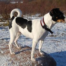 Dansk svensk gaardhund My Bonnie Hexen