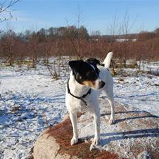 Dansk svensk gaardhund My Bonnie Hexen