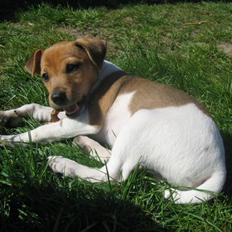 Dansk svensk gaardhund Holger´s Røskva