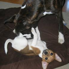 Dansk svensk gaardhund Holger´s Røskva