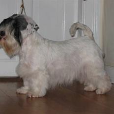 Sealyham terrier Sojus Ladybird