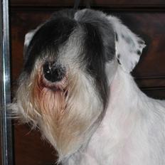 Sealyham terrier Sojus Ladybird