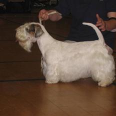Sealyham terrier Axantias Rex Rapid Of Wer