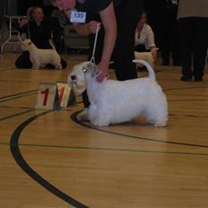 Sealyham terrier Axantias Rex Rapid Of Wer