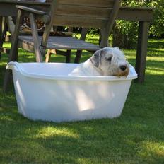 Sealyham terrier Axantias Rex Rapid Of Wer