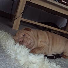 Shar pei China House Leonardo