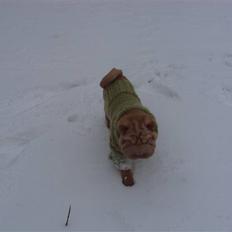 Shar pei China House Leonardo