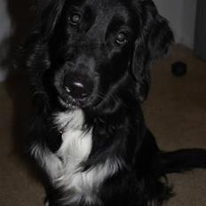 Blanding af racer Hannibal