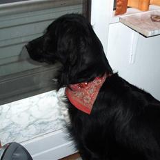 Blanding af racer Hannibal