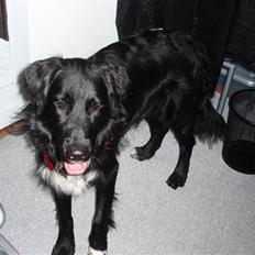 Blanding af racer Hannibal