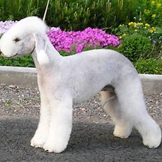 Bedlington terrier Blju Be Judzhens Key Of M