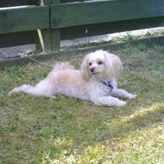 Dværgpuddel Cirkeline